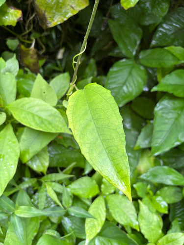 Thunbergia laurifolia observed 2026-07-25