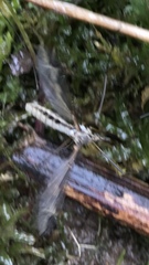 Acutipula