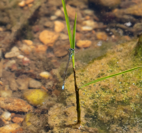 Black-fronted Forktail