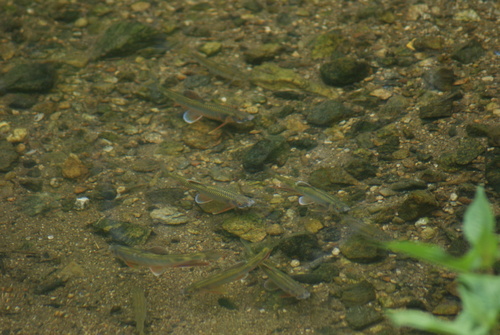 Pale Chub