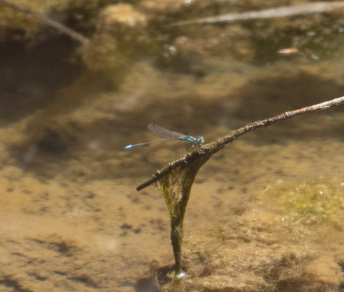 Black-fronted Forktail