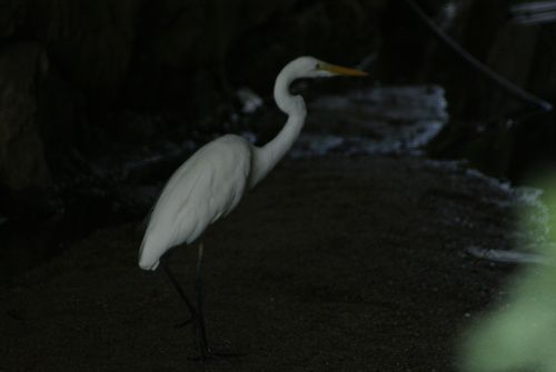 Great Egret