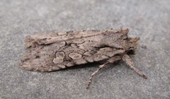 Lithophane disposita