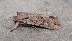 Lithophane disposita