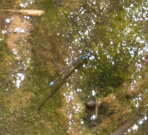 Black-fronted Forktail