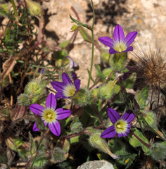 Campanula hierosolymitana