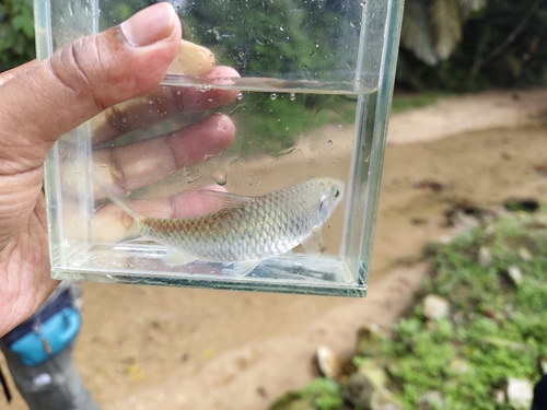 Boka (Neolissochilus hexagonolepis) — Cyprinidae — 3