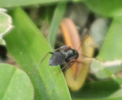 Camponotus amphidus