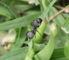 Camponotus amphidus