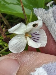Viola renifolia, photograph (c) Jo Roberts, some rights reserved (CC BY)
