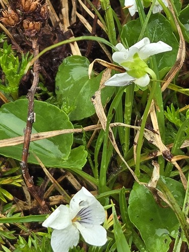 Viola renifolia, photograph 3
