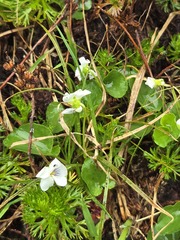 Viola renifolia, photograph (c) Jo Roberts, some rights reserved (CC BY)