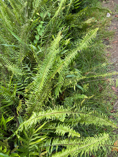 Nephrolepis brownii observed 2026-07-25