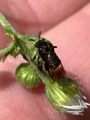 Ripiphorus fasciatus