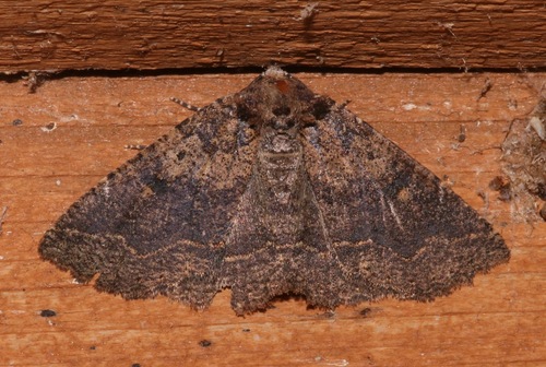 Dixie Zale Moth photo 2