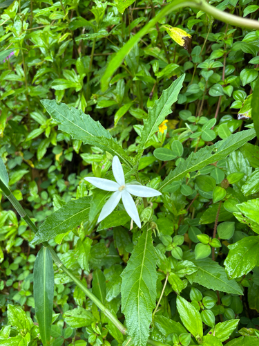 Isotoma, 2026-07-25