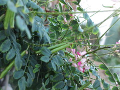 Indigofera jucunda