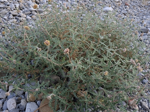 Ortiguilla