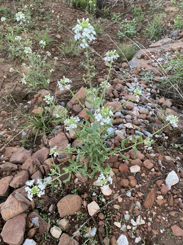 Touristplant