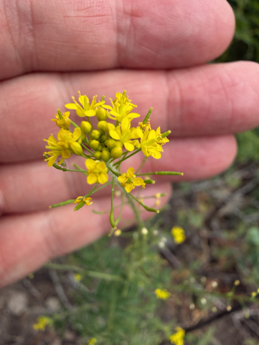 Western Tansymustard