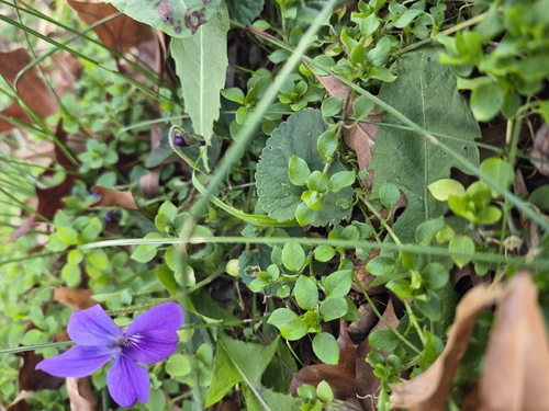 Sweet violet