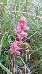 Orobanche minor