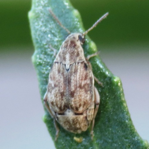 Prosopis Seed Beetle