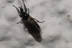 Dilophus febrilis