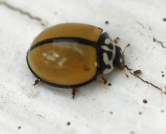 Oenopia cuneata