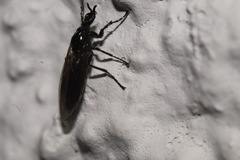 Dilophus febrilis
