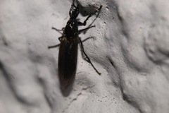Dilophus febrilis