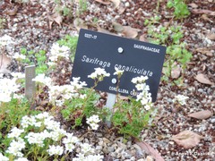 Saxifraga canaliculata