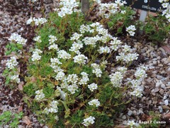 Saxifraga canaliculata