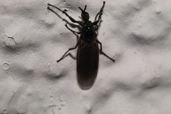 Dilophus febrilis