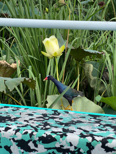 iNaturalist image