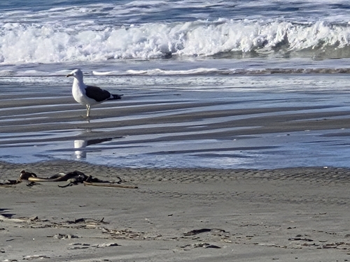 iNaturalist image