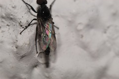 Dilophus febrilis