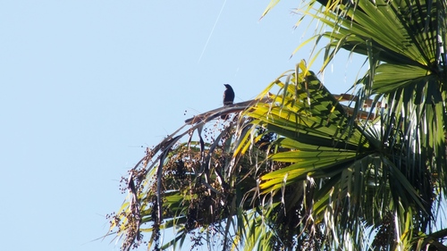 Molothrus aeneus