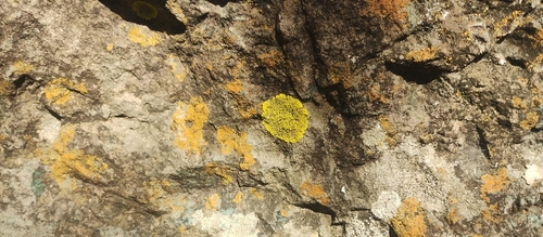 Liquen de yema de huevo