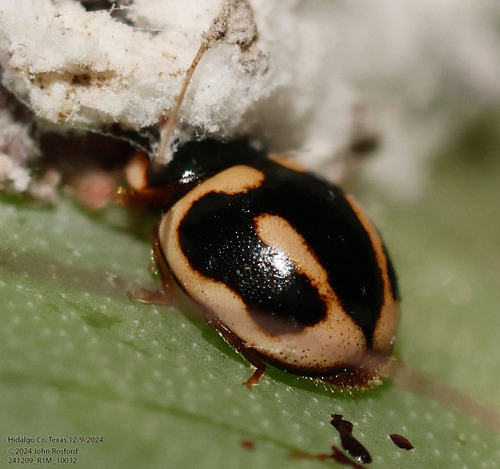 Trident Lady Beetle