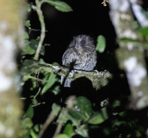 Mountain Owlet-nightjar (Aegotheles albertisi), photo 4