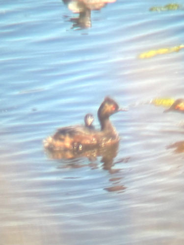 iNaturalist image