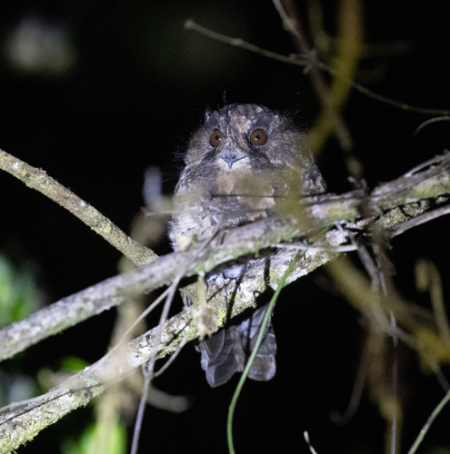 Mountain Owlet-nightjar (Aegotheles albertisi), photo 3