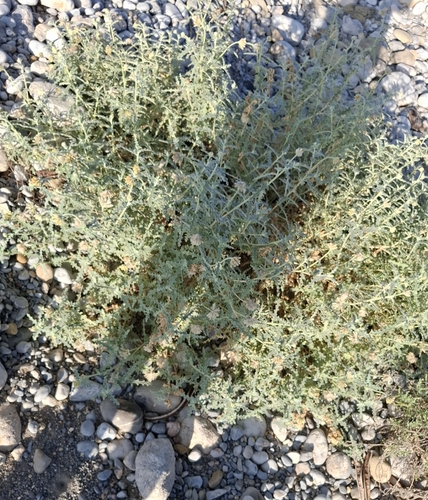 Ortiguilla