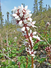 Boykinia richardsonii