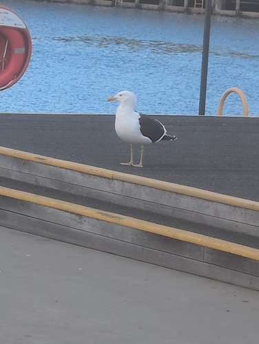 iNaturalist image