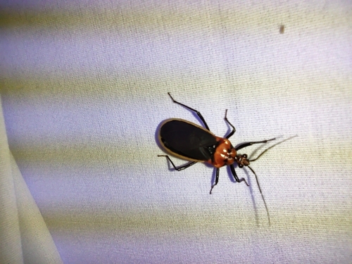Rhiginia cinctiventris