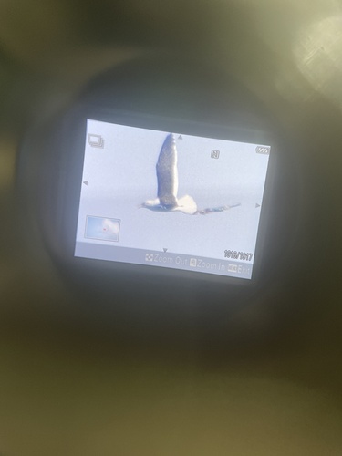 iNaturalist image