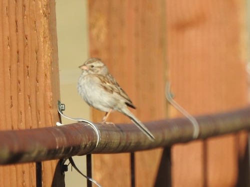 Brewer's Sparrow