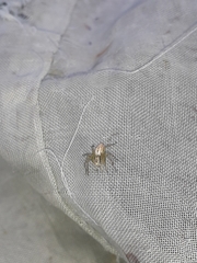Oxyopes lineatus